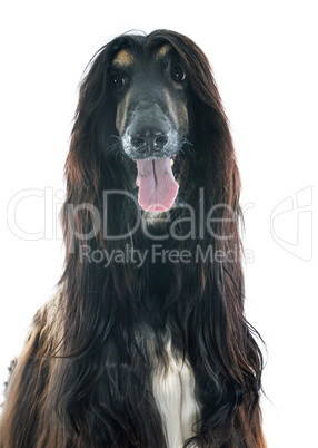 afghan dog