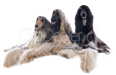 afghan dog