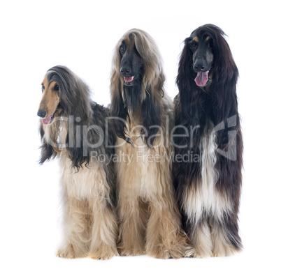 afghan dogs