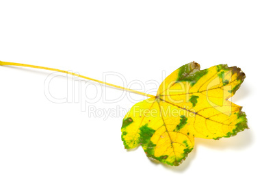 yellowed leaf