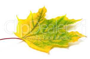 yellowed autumn maple leaf