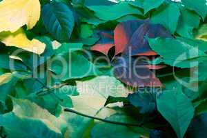background of multicolor leaves