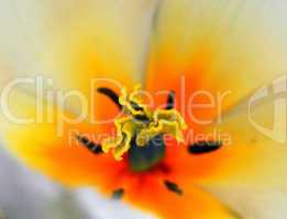 Tulpe Blütenstand