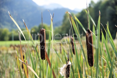 schilfgras. reed