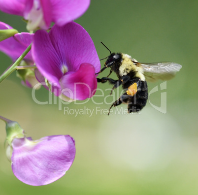 Bumble-Bee