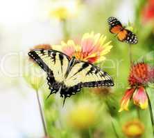 Butterflies On The Flowers