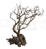 Dried Tree With Roots