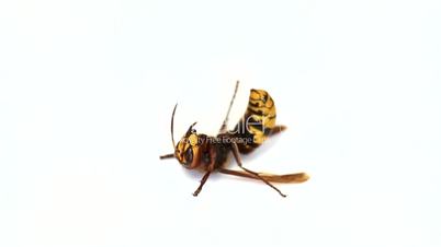 Wasp isolated on white background
