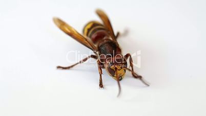 Wasp isolated on white background