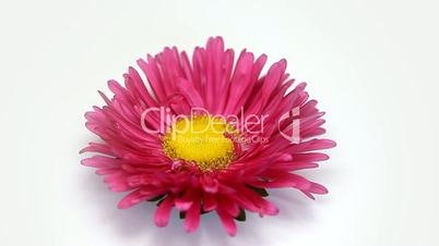 Pink flower rotating on white background