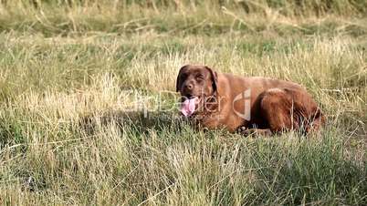 Brown labrador lying on the grass in summer