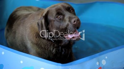 Brown labrador lying in the water