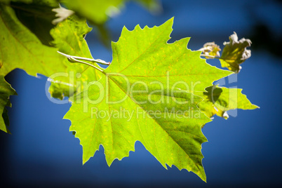 green leaf lit by sun against a blue sky