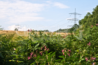 Hochspannungsleitung in der Natur