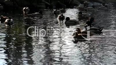 Enten auf einem Teich