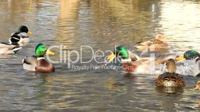 Enten auf einem Teich