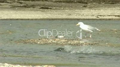 seagulls and fish