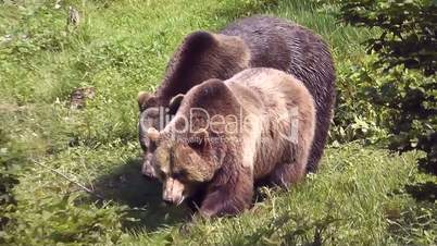Braunbären (Ursus arctos)