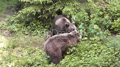 Braunbären (Ursus arctos)
