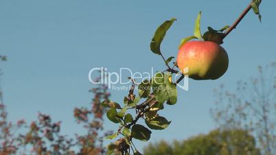 Apple on tree.