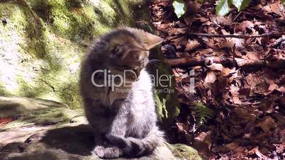 Wildkatze (Felis silvestris)