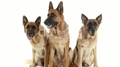 1of14 Group of purebred alsatian dogs on white background