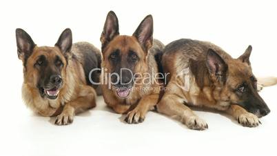 2of14 Group of purebred alsatian dogs on white background, pets