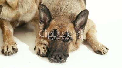 5of14 Group of purebred alsatian dogs on white background, pets