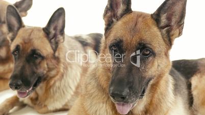 4of14 Group of purebred alsatian dogs on white background, pets