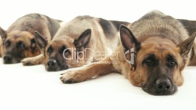 3of14 Group of purebred alsatian dogs on white background, pets