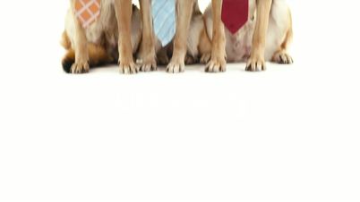 6of14 Group of purebred alsatian dogs on white background, pets