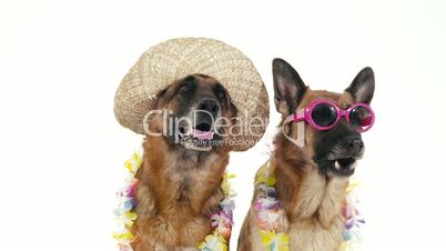 9of14 Group of purebred alsatian dogs on white background, pets
