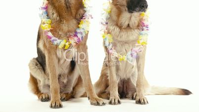 10of14 Group of purebred alsatian dogs on white background, pets