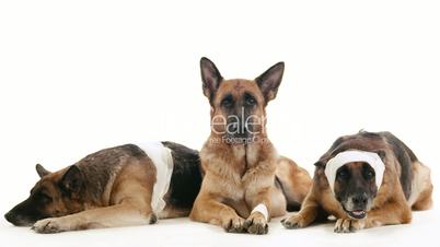 11of14 Group of purebred alsatian dogs on white background, pets