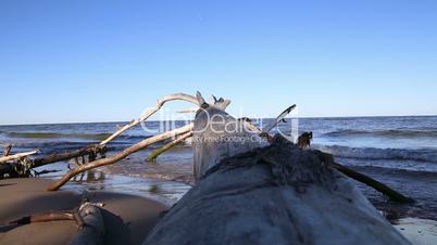 old dead tree Baltic sea coast Kolka Latvia