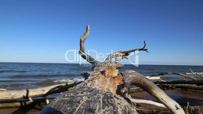 old dead tree Baltic sea coast Kolka Latvia