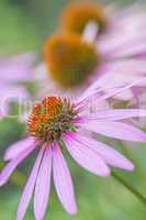 Echinacea purpurea, Heilpflanze