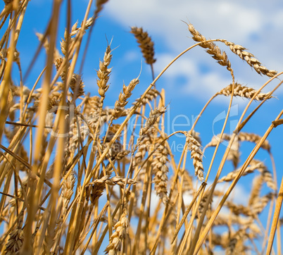 wheat field