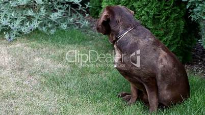 Brown Labrador retriever and a girl