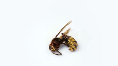 Wasp isolated on white background