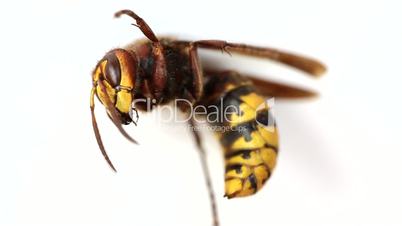 Wasp isolated on white background