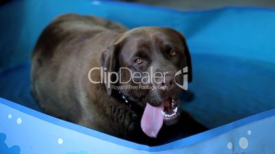 Brown labrador lying in the water