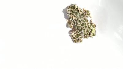 Frog on white background