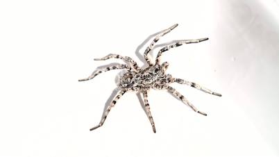 Grey spider isolated on white background