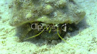 Hermit Crab in a coral reef, underwater closeup