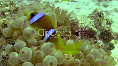 Clown Anemonefish on Coral Reef, Red sea