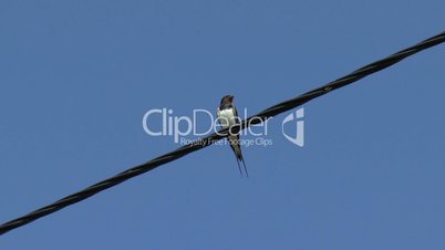 Swallow sitting on a wire