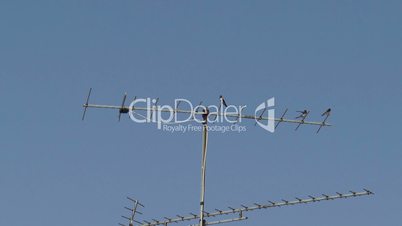 Swallows sitting on a TV antenna