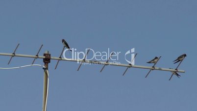 Swallows sitting on a TV antenna