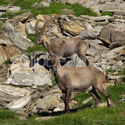 Two young alpine ibex